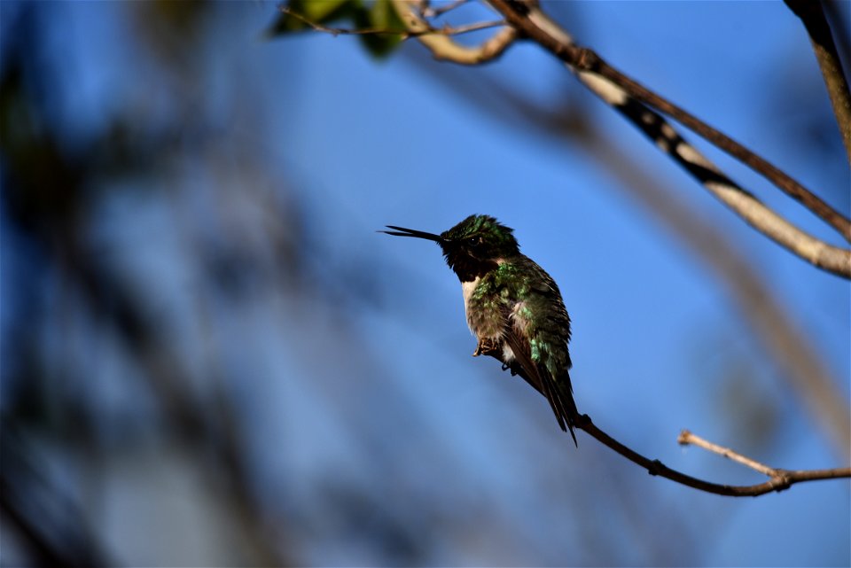 Ruby-throated hummingbird photo