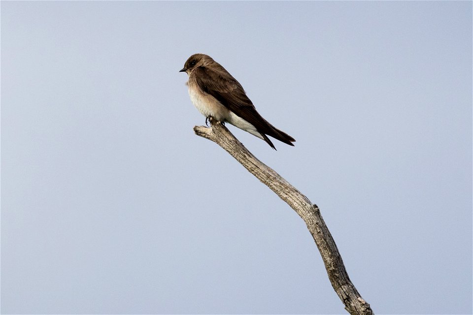 Northern rough-winged swallow (Stelgidopteryx serripennis) perched on a snag