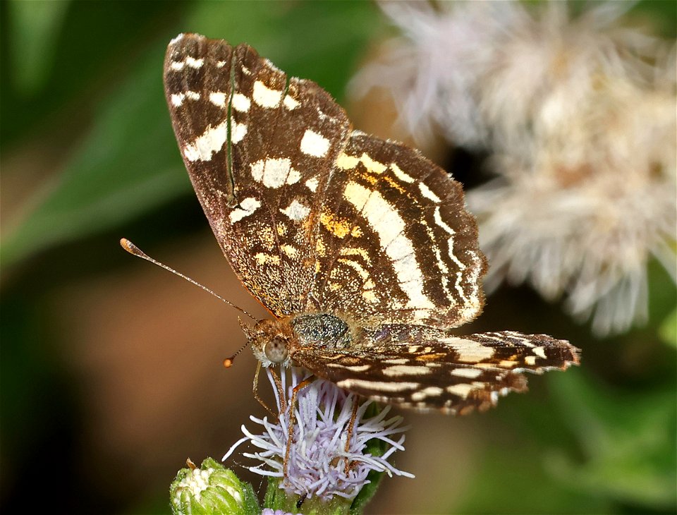 CRESCENT, PALE-BANDED (Phycoides tulcis) (02-26-2023) female, national buttrtfly center, palmview, hidalgo co, tx -02