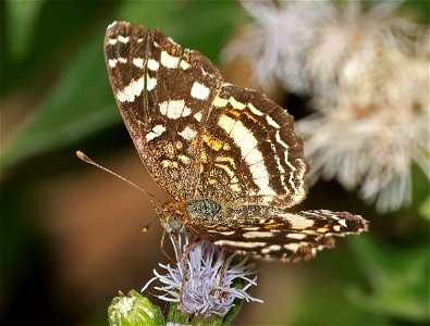 CRESCENT, PALE-BANDED (Phycoides tulcis) (02-26-2023) female, national buttrtfly center, palmview, hidalgo co, tx -02