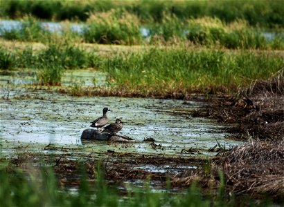 Blue-Winged Teal Pair on Lake Andes Wetland Management District South Dakota photo