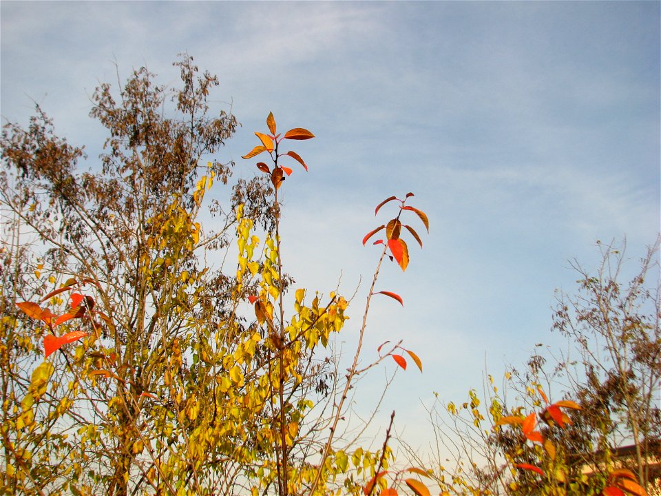 toamna2009_1127_091243