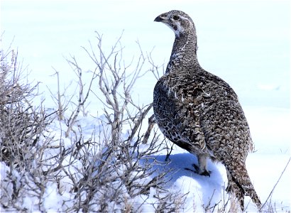 Greater sage-grouse on Seedskadee National Wildlife Refuge photo