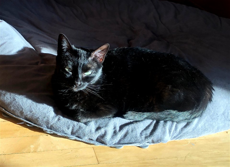 This is now a CAT bed