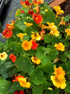 nasturtium_group
