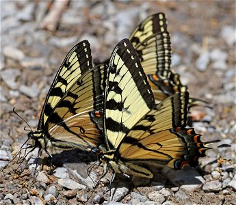 SWALLOWTAIL, APPALACHIAN TIGER (Pterourus appalachiensis) (05-03-2023) cades cove, great smoky mt nat park, blount co, tn -09