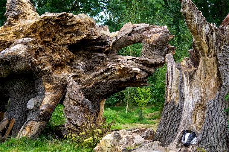 Remains of 300 year old OAK TREE that fell in a storm in 2014