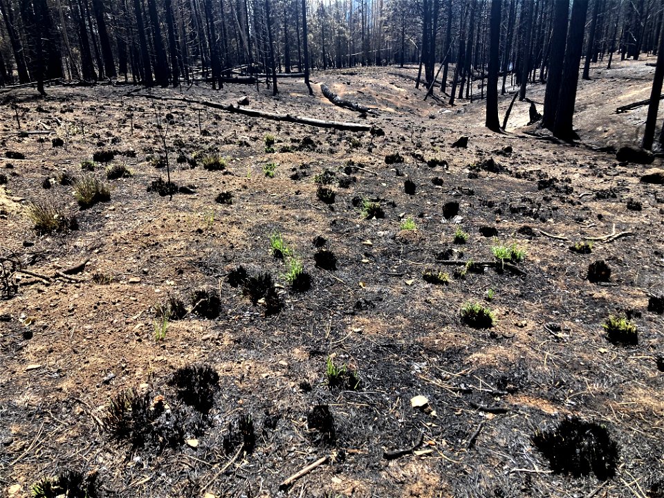 New growth post fire