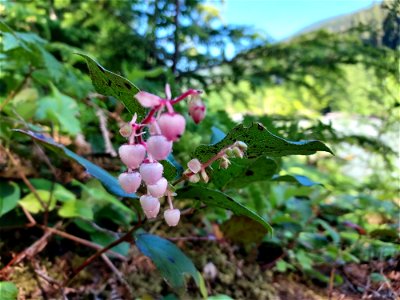 Salal, Mt. Baker-Snoqualmie National Forest. Photo by Anne Vassar June 22, 2021. photo