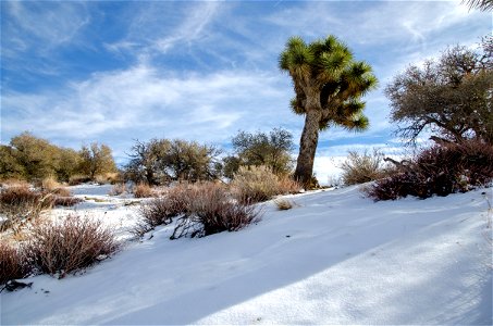 A Joshua tree in the Snow photo