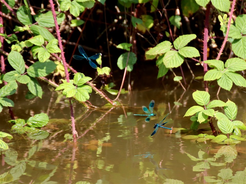 Banded Demoiselles photo