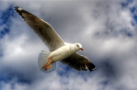 Silver gull Aust. photo