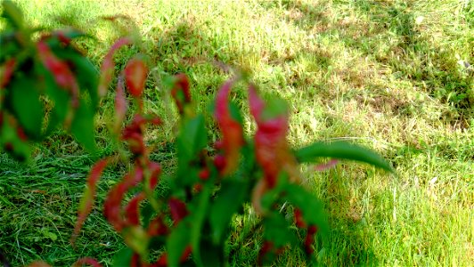 rosu-piersic2014_0516_074924_50997469336_o