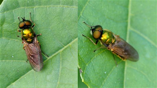 Chloromyia formosa  (Goldgrüne Waffenfliege) - Männchen