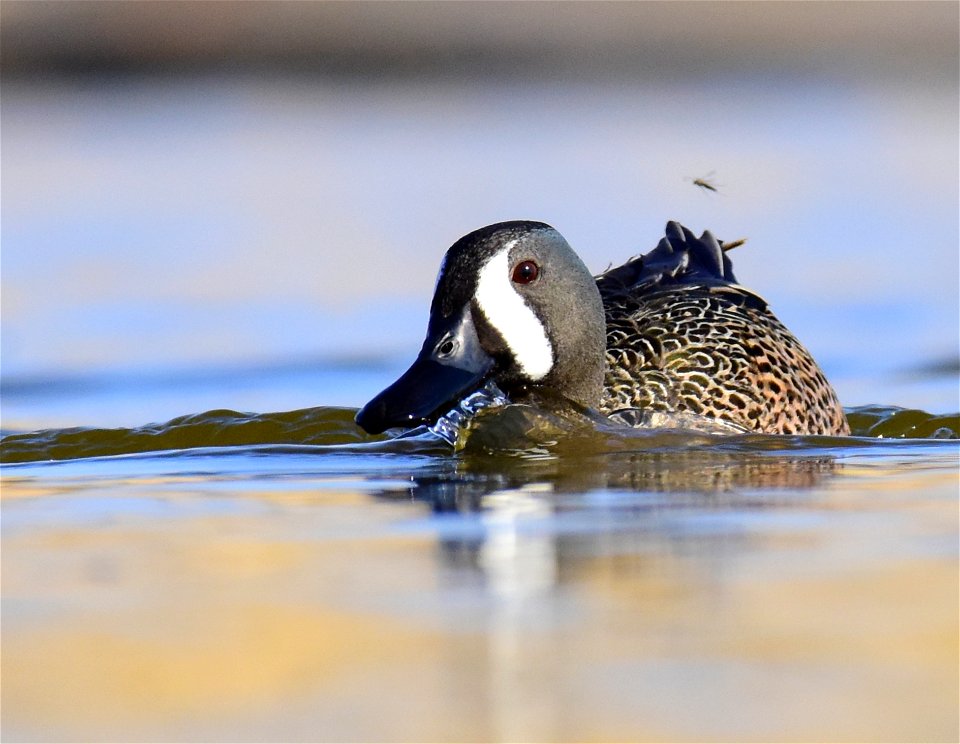 Blue-winged teal at Seedskadee National Wildlife Refuge