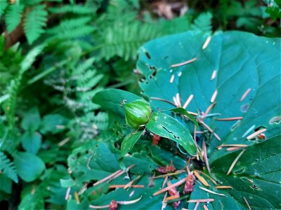 Trillium fruit, Mt. Baker-Snoqualmie National Forest. Photo by Anne Vassar July 21, 2021. photo