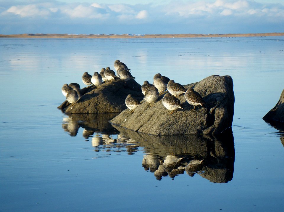 Rock Sandpiper in winter
