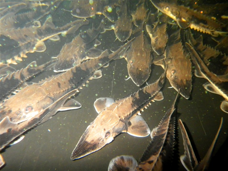 Lake Sturgeon photo