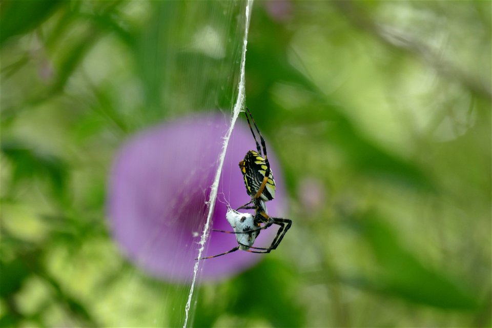 SPIDER CLOSE UP-P1930362