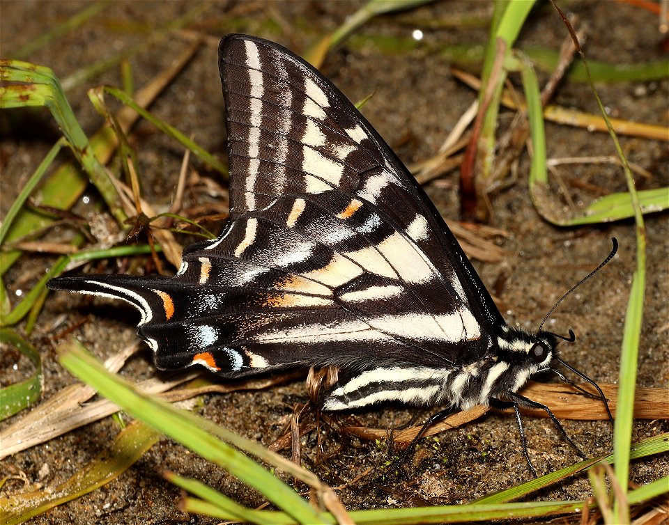 SWALLOWTAIL, PALE (Papilio eurymedon) (07-07-2022) idaho county, id -02