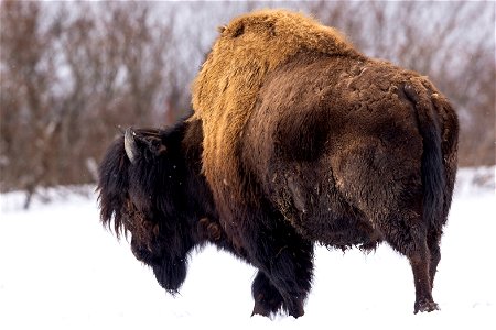 Wood bison in the snow