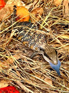 Young blue tongue lizard