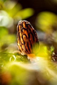 Morel Mushroom (Morchella sp.) photo