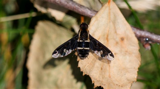 Hemipenthes maurus  (Fam. Schweber)