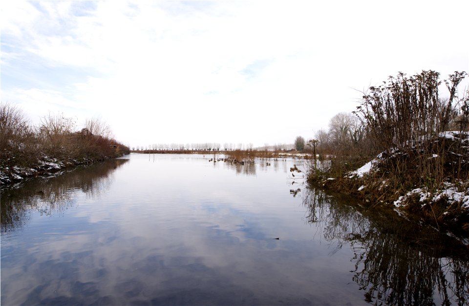 swamp scene
