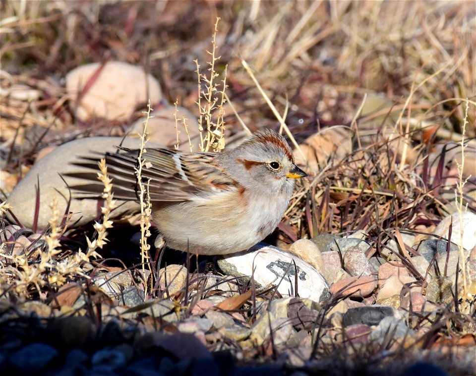American treee sparrow at Seedskadee National Wildlife Refuge