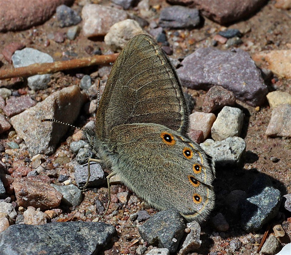 RINGLET, HAYDEN'S (Coenonympha haydenii) (07-08-2022) 5200 ft, rogers pass, helena nat forest, lewis and clark co, mt -05