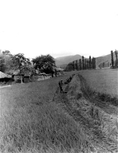 SC 348651 - ROK squad, led by American soldiers, search for North Korean enemy snipers near Yongsan. 16 September, 1950. photo