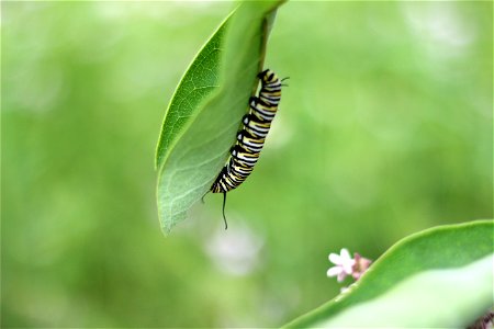 Monarch Caterpillar Eating photo