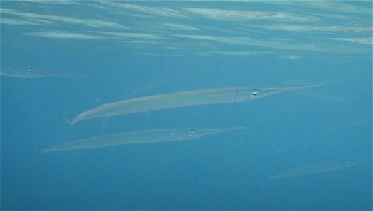 Hemiramphus archipelagicus 1