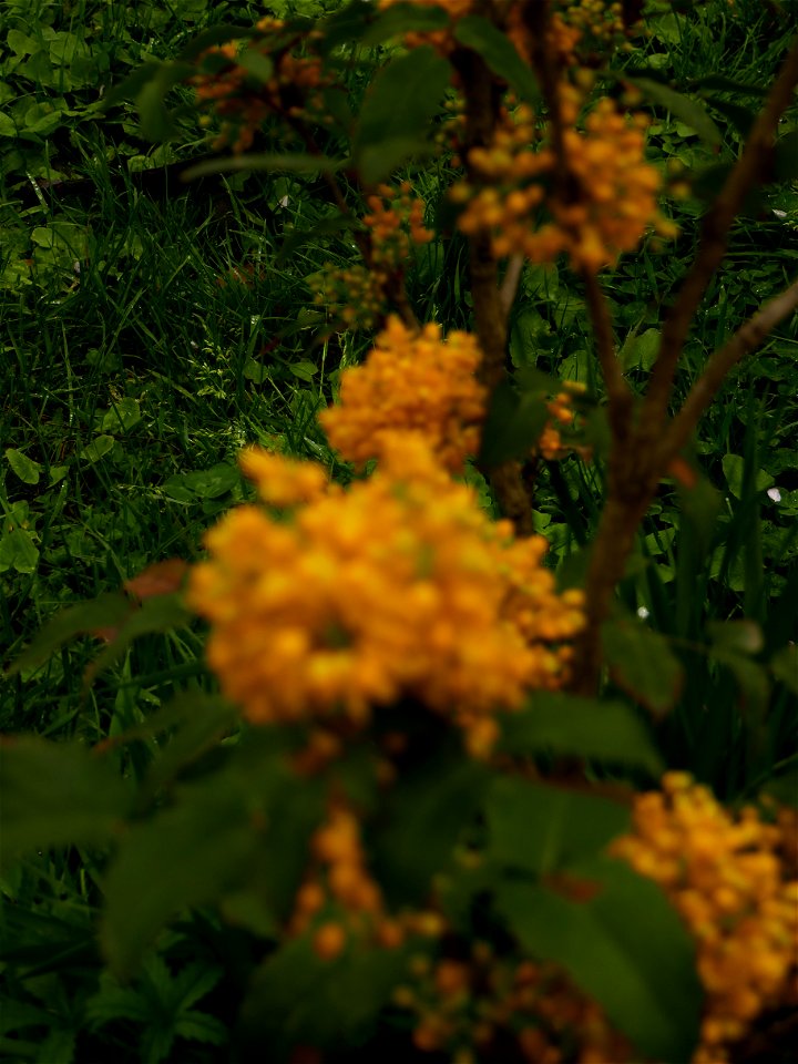 Herestrau Park in spring (139)