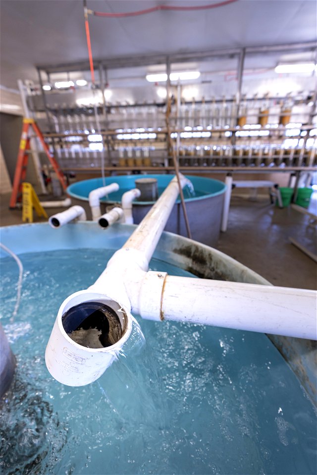 Walleye Hatching System