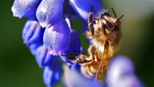 Apis mellifera (Honigbiene) an Traubenhyazinthe