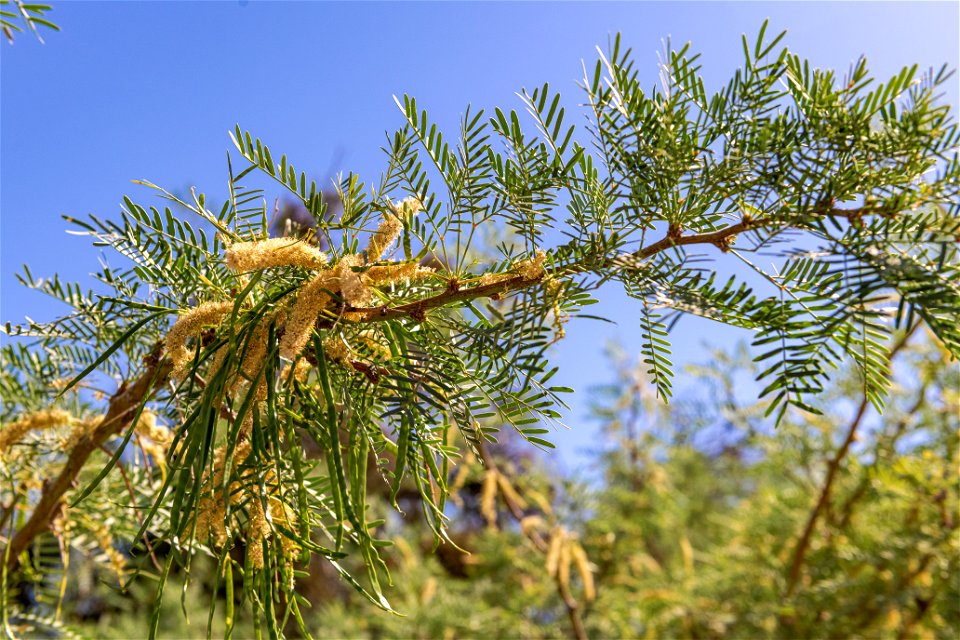 Mesquite (Prosopis glandulosa) in the Oasis of Mara photo