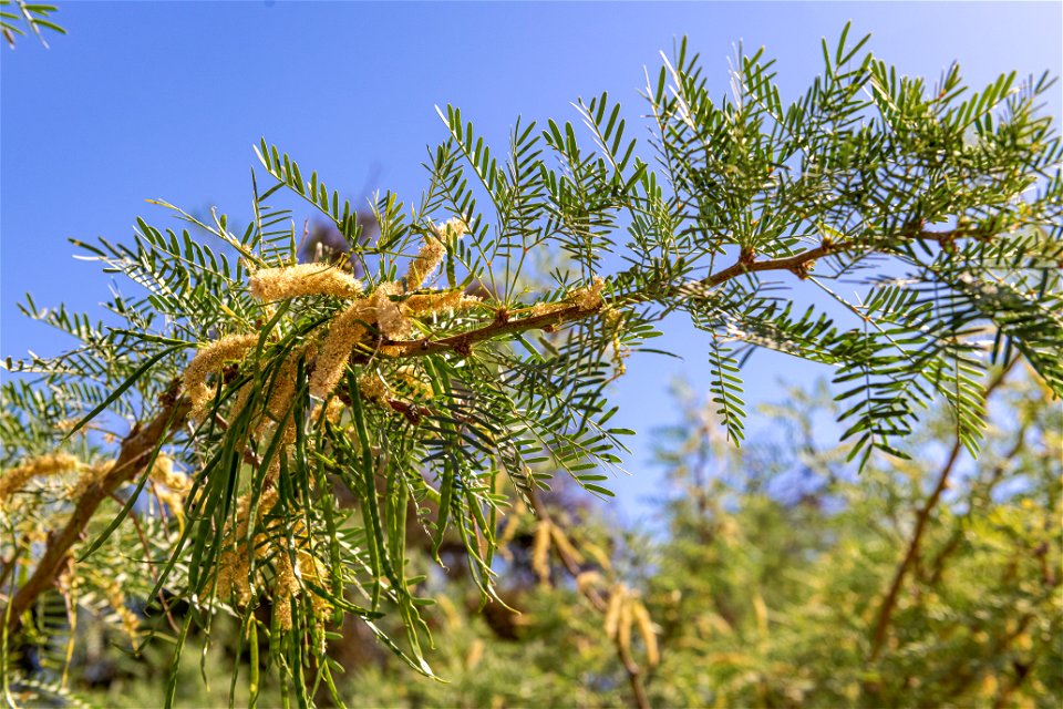 Mesquite (Prosopis glandulosa) in the Oasis of Mara