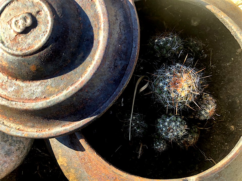 Teapot Full of Cactus photo