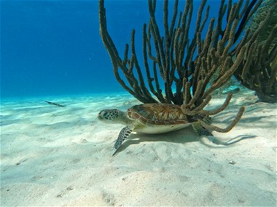 Turtle in coral bonaire photo