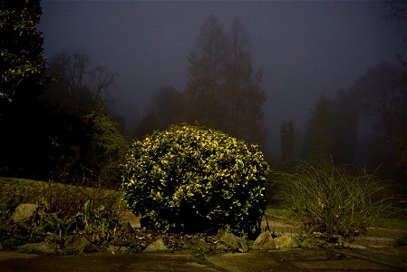 Night in the garden photo