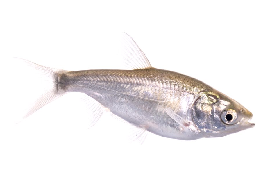 Silver Carp (Hypophthalmichthys molitrix), Juvenile (1)