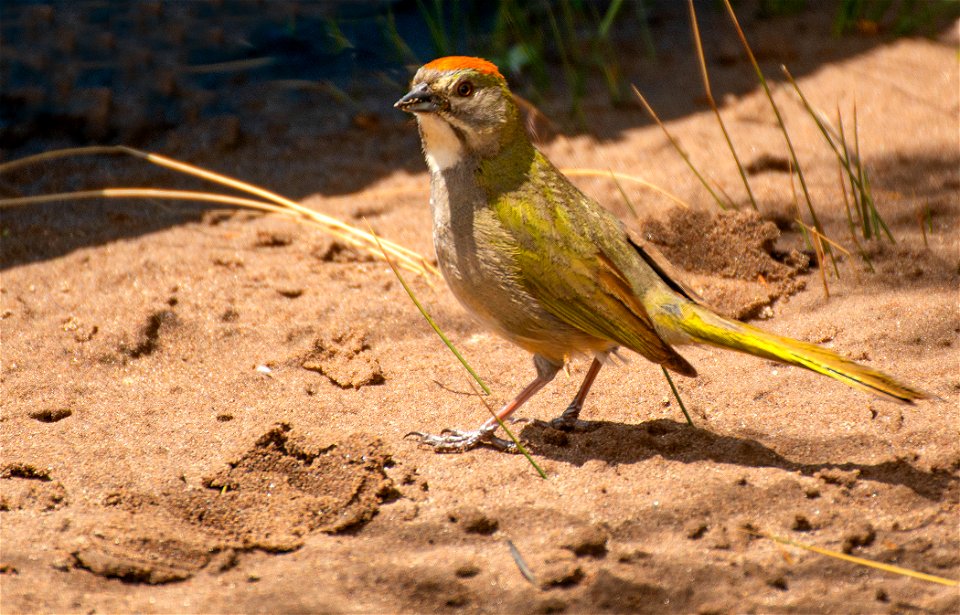 Green-tailed Towhee on Sand