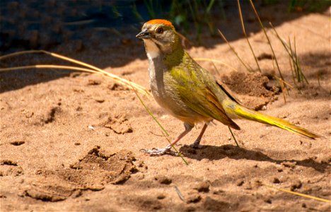 Green-tailed Towhee on Sand