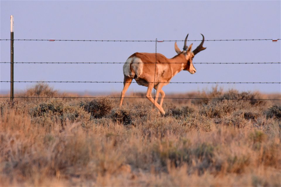 Pronghorn at Seedskadee National Wildlife Refuge