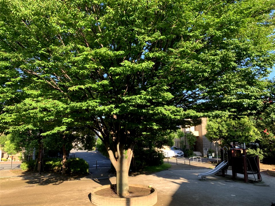 Hanagoshiki Park in Hanakoganei, Kodaira-shi