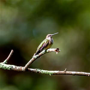 Day 270 - Hummingbird at the Clyde Shepherd Nature Preserve