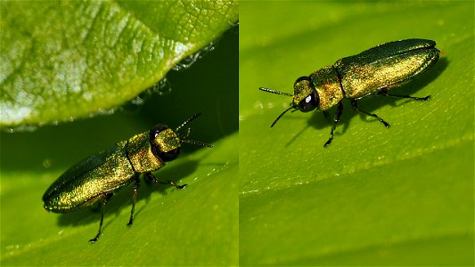 Anthaxia nitidula (Zierlicher Prachtkäfer) - Männchen