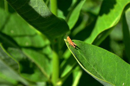 Young grasshopper on common milkweed photo